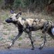Illustration for article titled Painted Dogs Took Down A Pregnant Impala and Nat Geo Streamed It Live